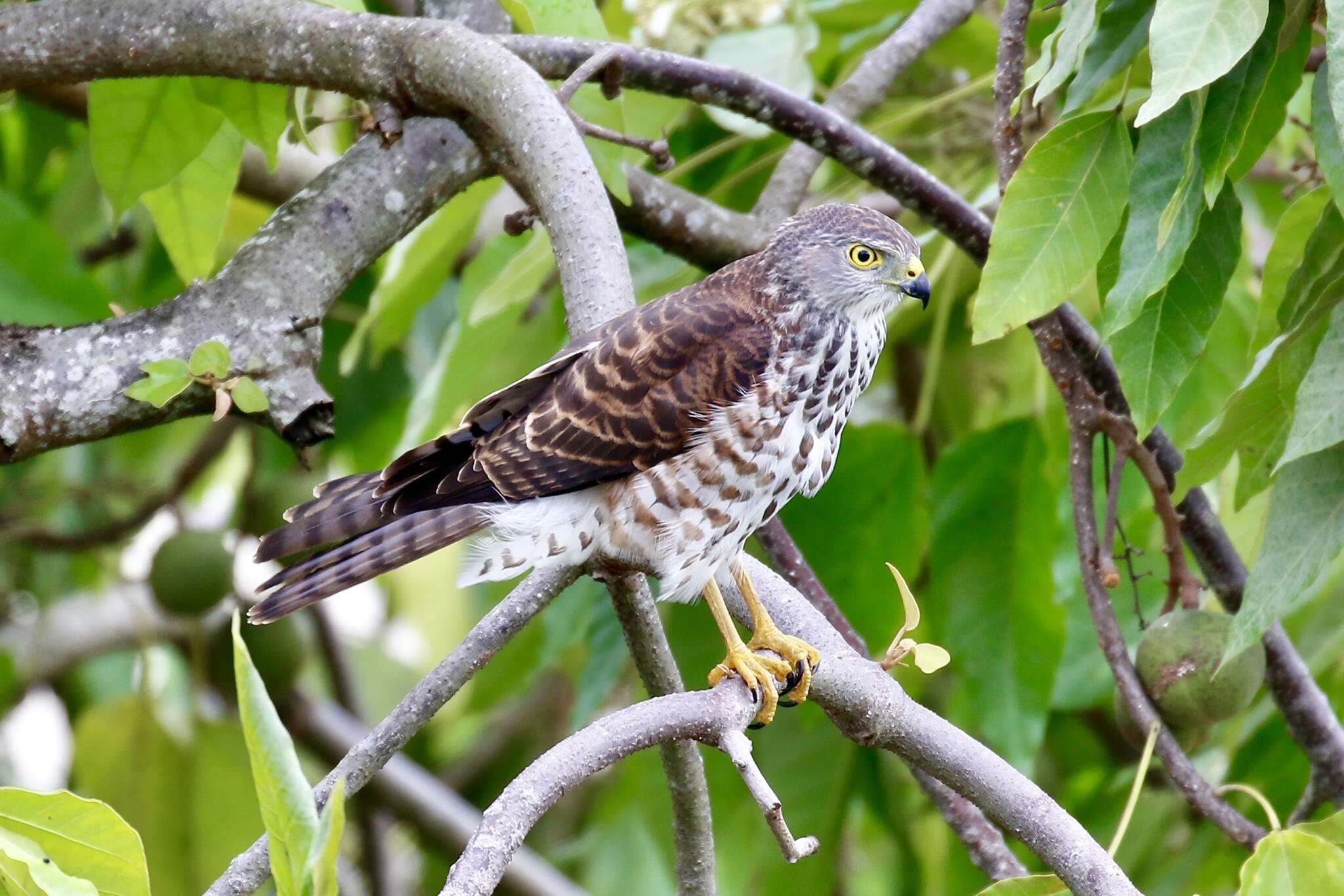 Image of Fiji Goshawk