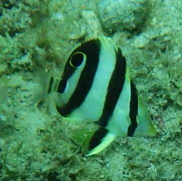 Image of Banded Butterflyfish