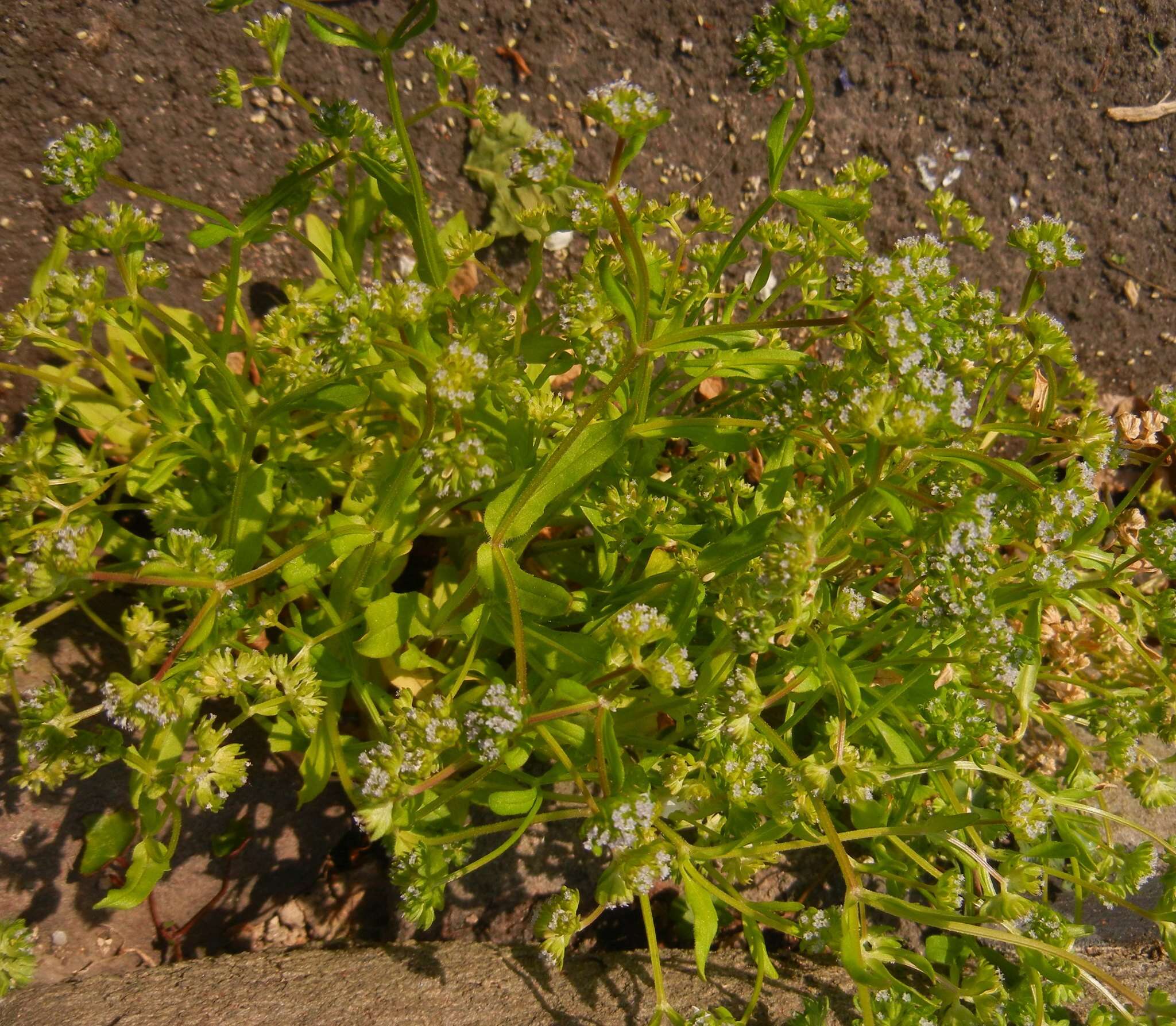 Image of European cornsalad