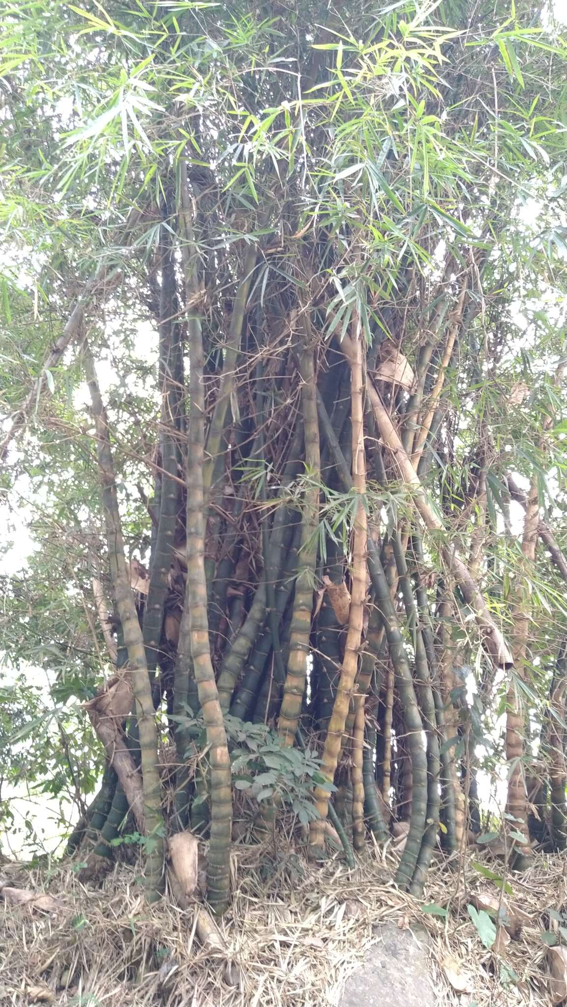 Image of common bamboo