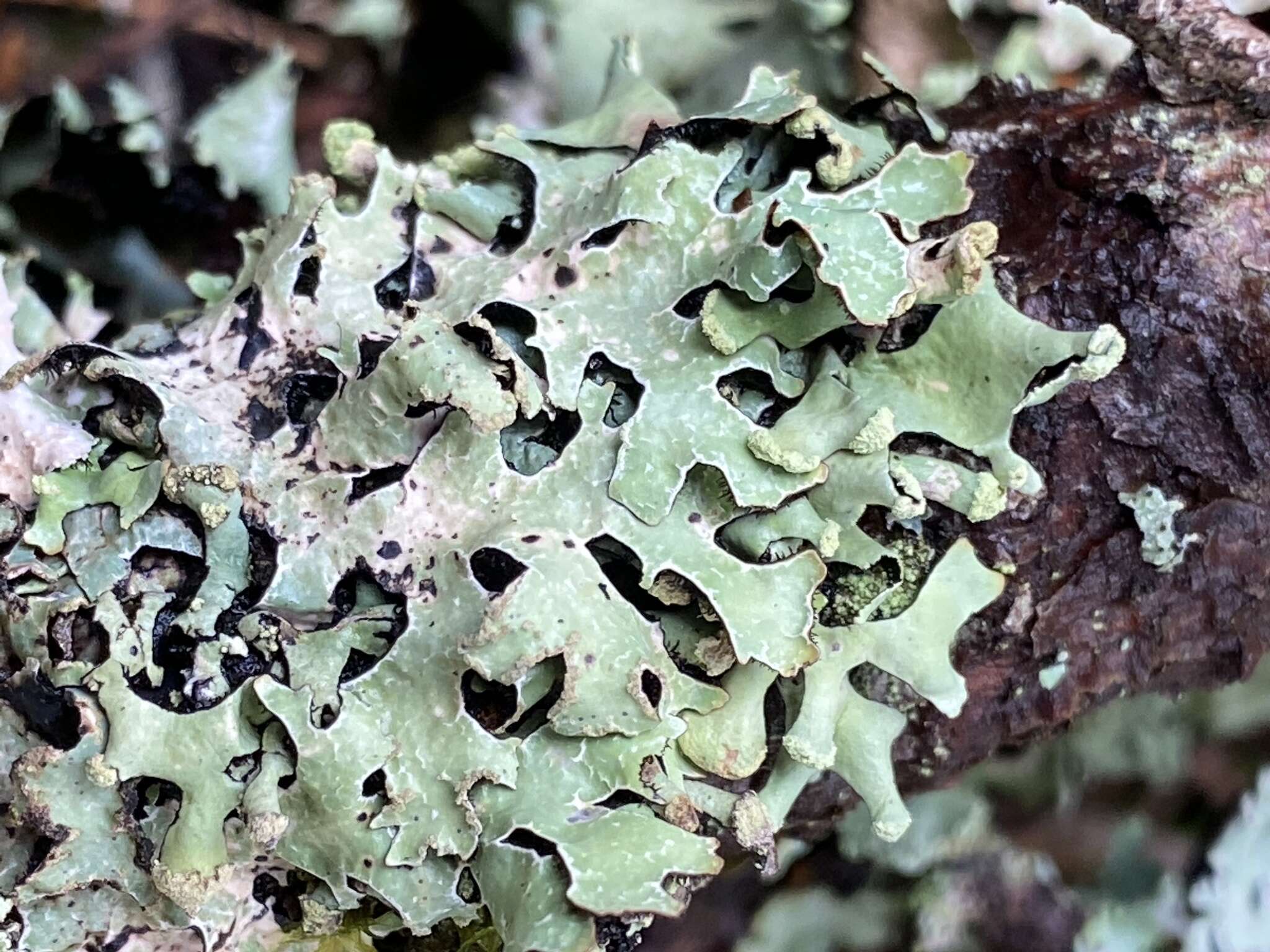 Image of sinuous hypotrachyna lichen