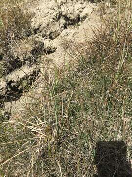 Image of variegated scouringrush