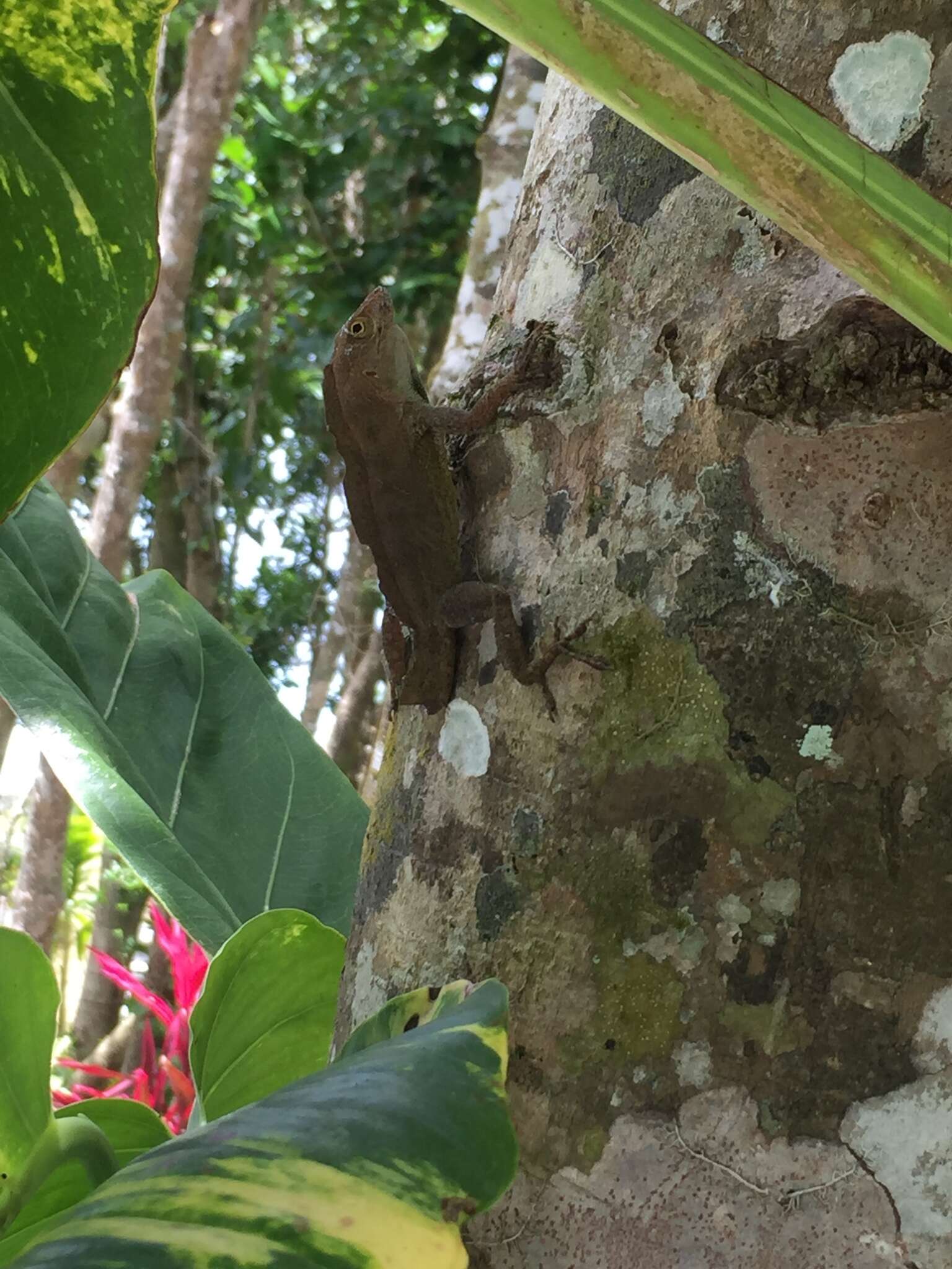 Image of Common Puerto Rican anole