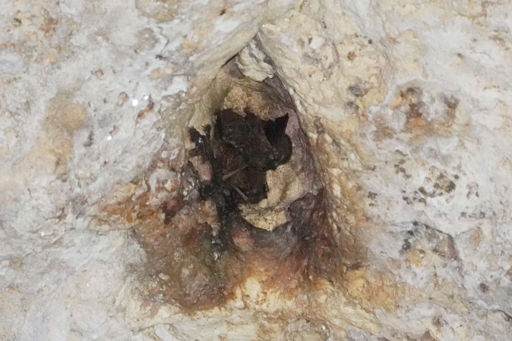 Image of Golden-tipped Bat