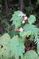 Image of Begonia palmata D. Don