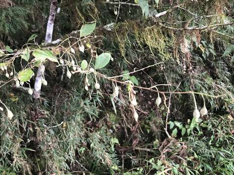 Image of Styrax formosanus Matsum.