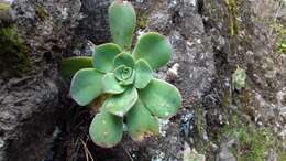 Image of Aeonium davidbramwellii H. Y. Liu