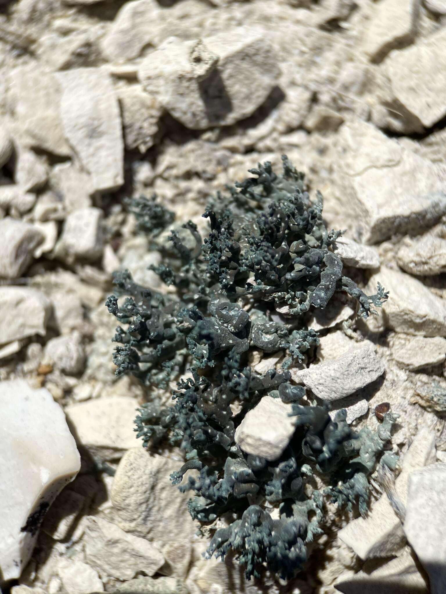 Image of hispid agrestia lichen