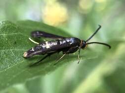 Image of The Boneset Borer