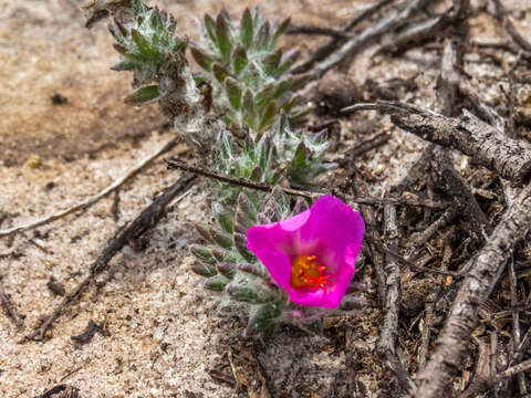 Image of Portulaca giuliettiae T. Vieira & A. A. Coelho