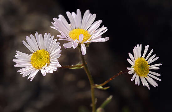 Image of Siskiyou fleabane