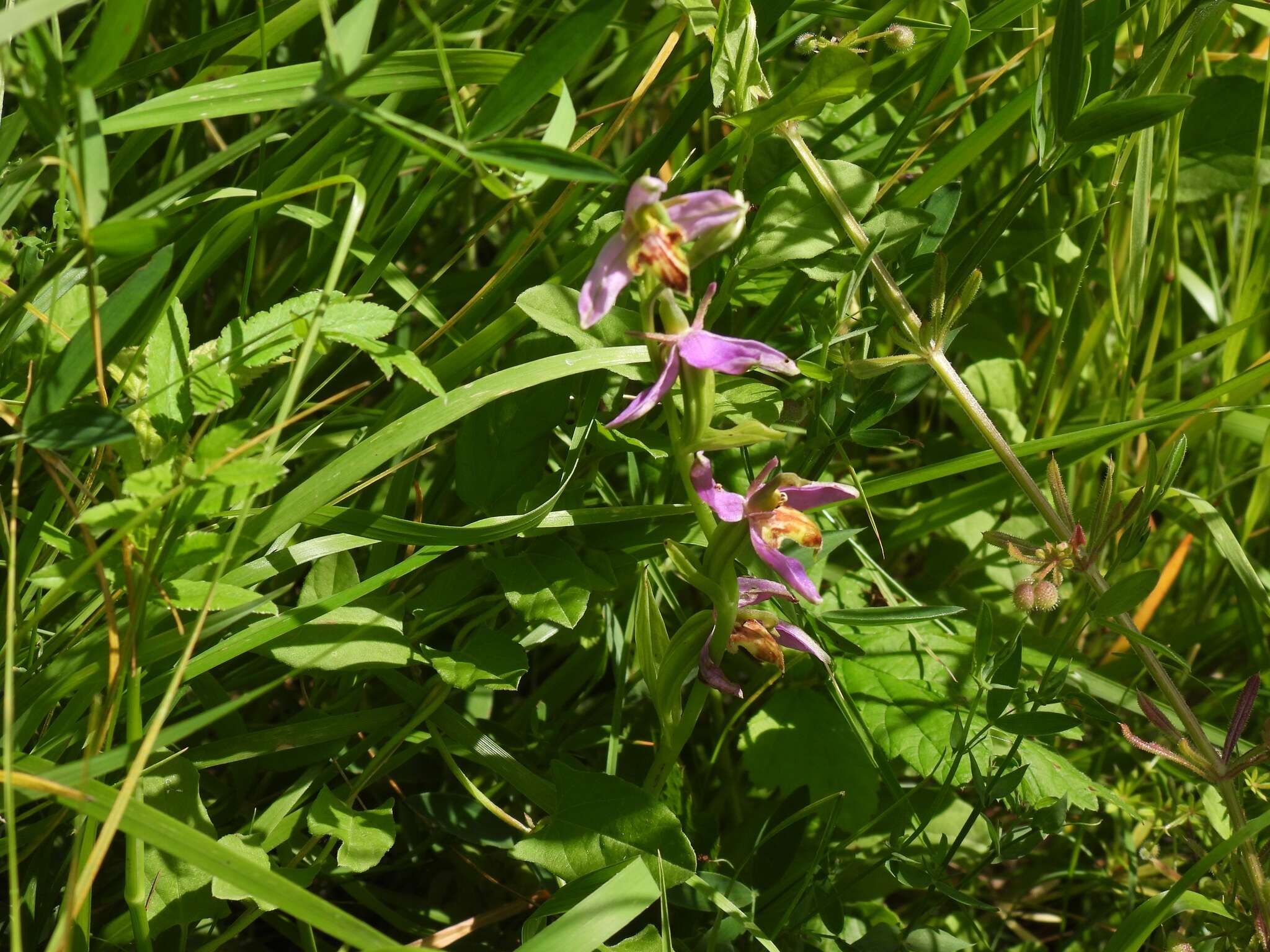 Image of Ophrys apifera var. trollii (Hegetschw.) Rchb. fil.