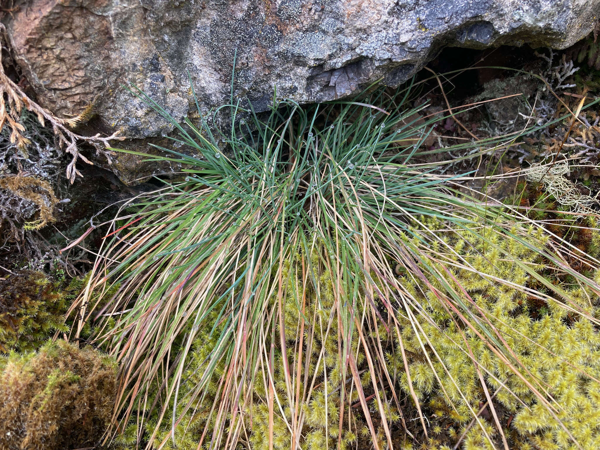 Image of Roemer's fescue