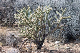 Imagem de Cylindropuntia acanthocarpa (Engelm. & J. M. Bigelow) F. M. Knuth