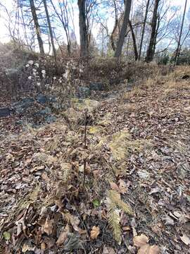 Image of dawn redwood