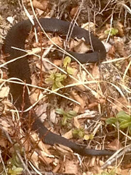 Image of Adder