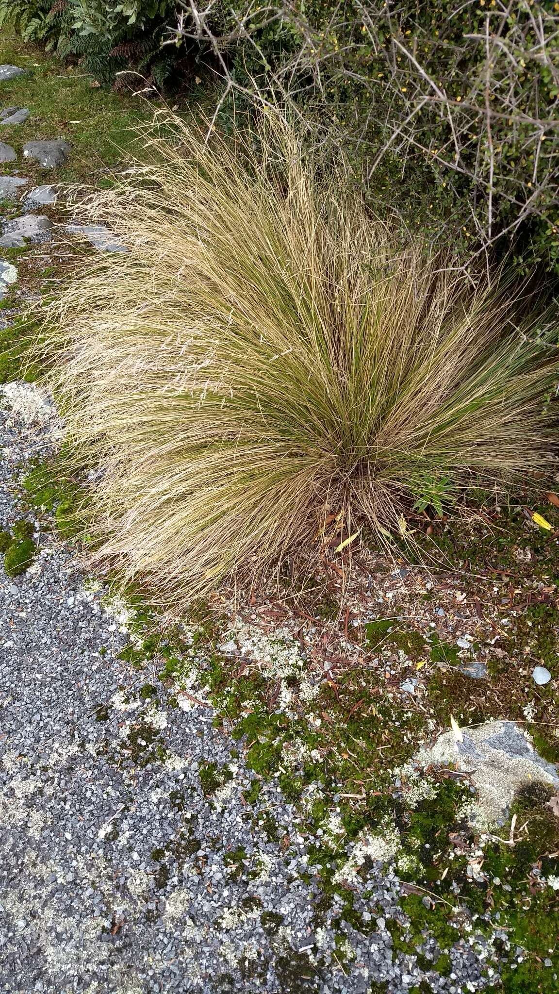 Image of silver tussock