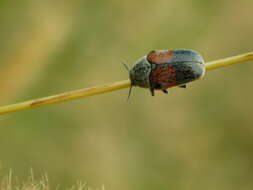 Megalostomis (Pygidiocarina) dimidiata Lacordaire 1848 resmi