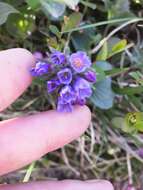 Mertensia pubescens (Roem. & Schult.) DC. resmi