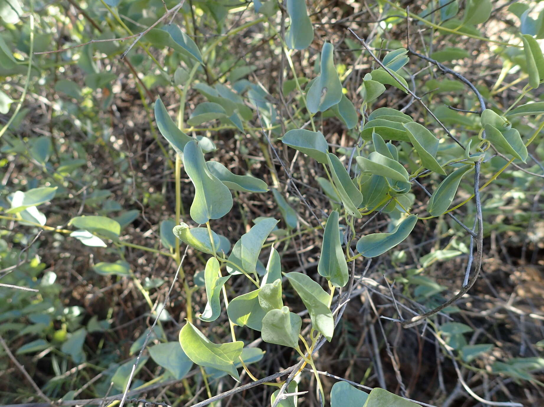 Dioscorea hemicrypta Burkill resmi