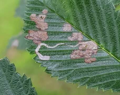 Image of Stigmella multispicata Rociene & Stonis ex Stonis & Rociene 2014