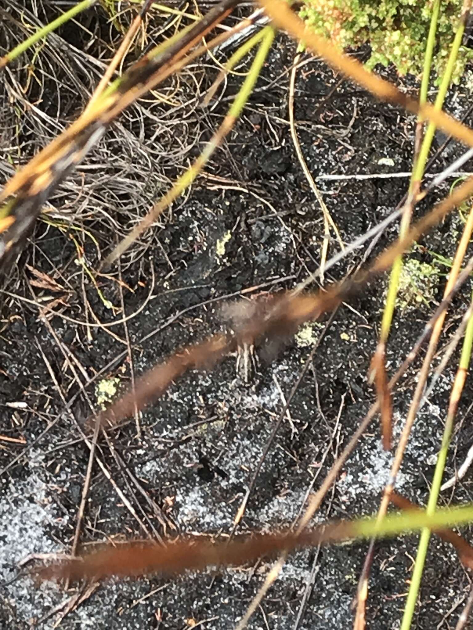 Image of Rose’s Mountain Toadlet