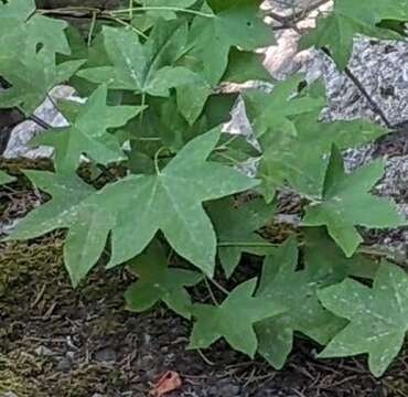 Image of Oriental Sweetgum