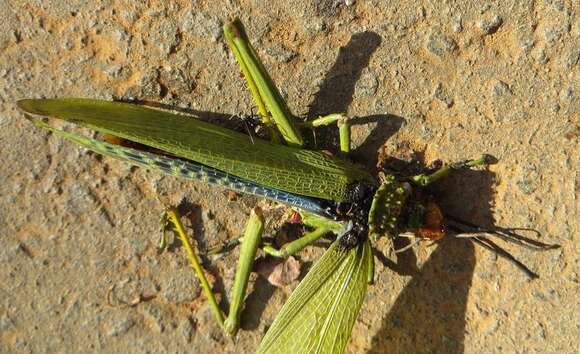 Plancia ëd Phymateus (Phymateus) viridipes subsp. viridipes Stål 1873