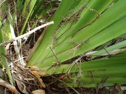 Image of Machaerina sinclairii (Hook. fil.) T. Koyama