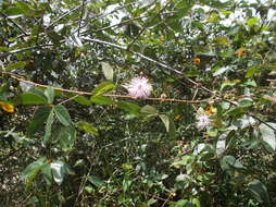 Image of Mimosa albida Willd.