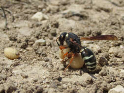 Sivun Tropidodynerus interruptus (Brulle 1832) kuva