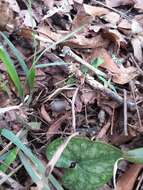 Image de Hexastylis arifolia var. callifolia (Small) H. L. Blomq.