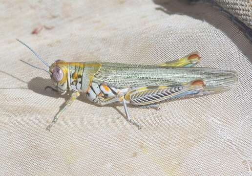 Image of Poecilotettix sanguineus Scudder & S. H. 1897