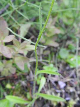 Image of swamp boreal-daisy