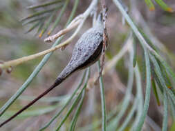 Image of Grevillea cagiana Mc Gill.