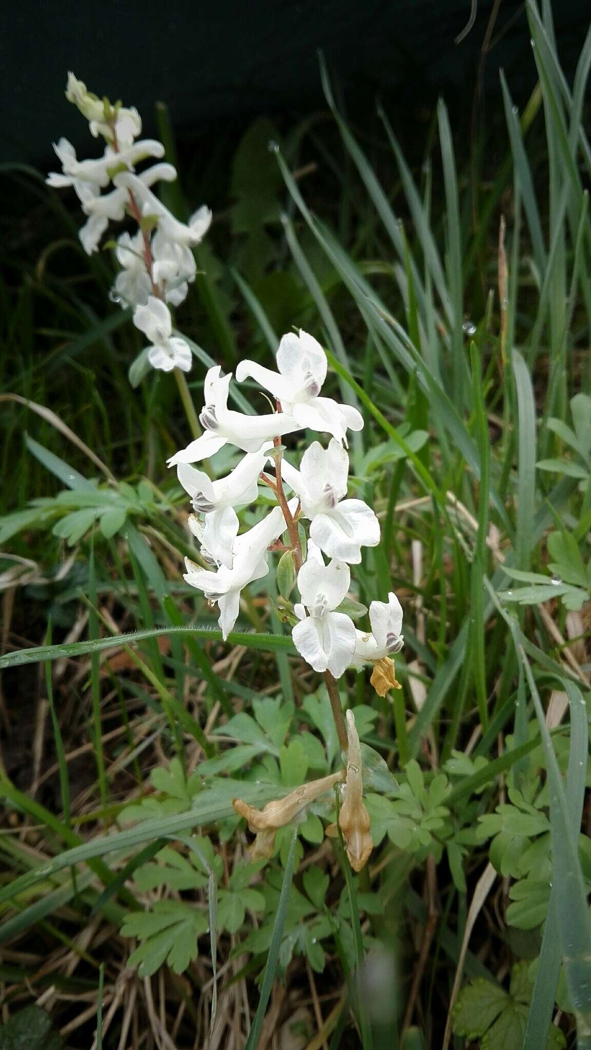 Слика од Corydalis cava (L.) Schweigger & Koerte