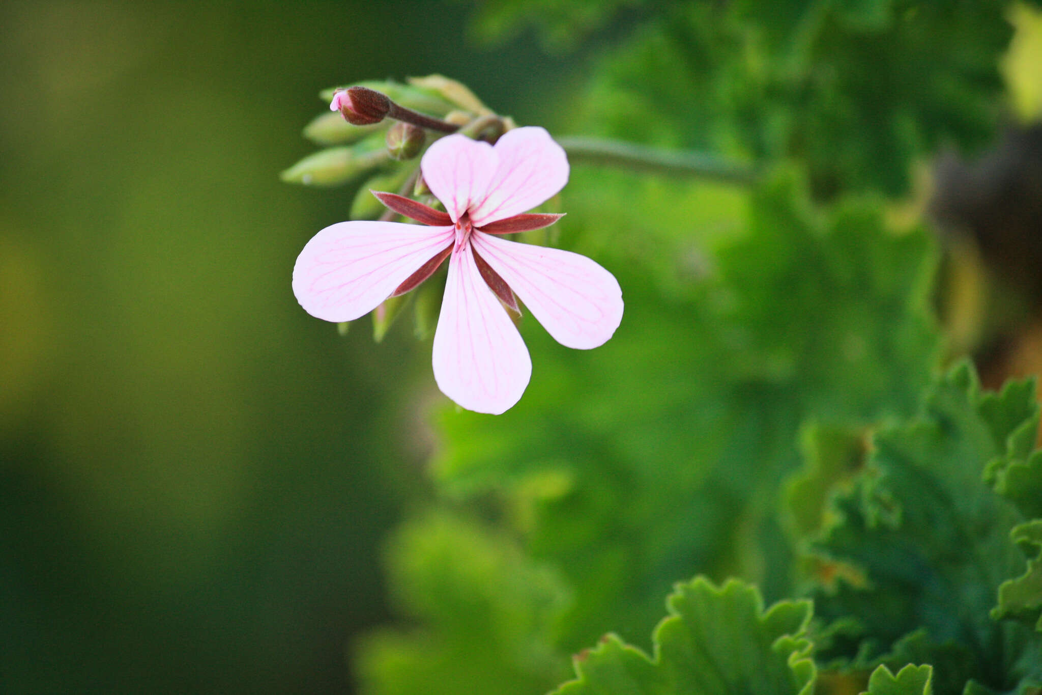 Image of horseshoe geranium