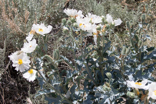 Image of Mojave pricklypoppy