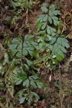 Image of Hymenophyllum cupressiforme Labill.