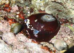 Image of Knobbly anemone