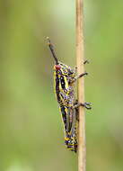 Image of Elegant Grasshopper