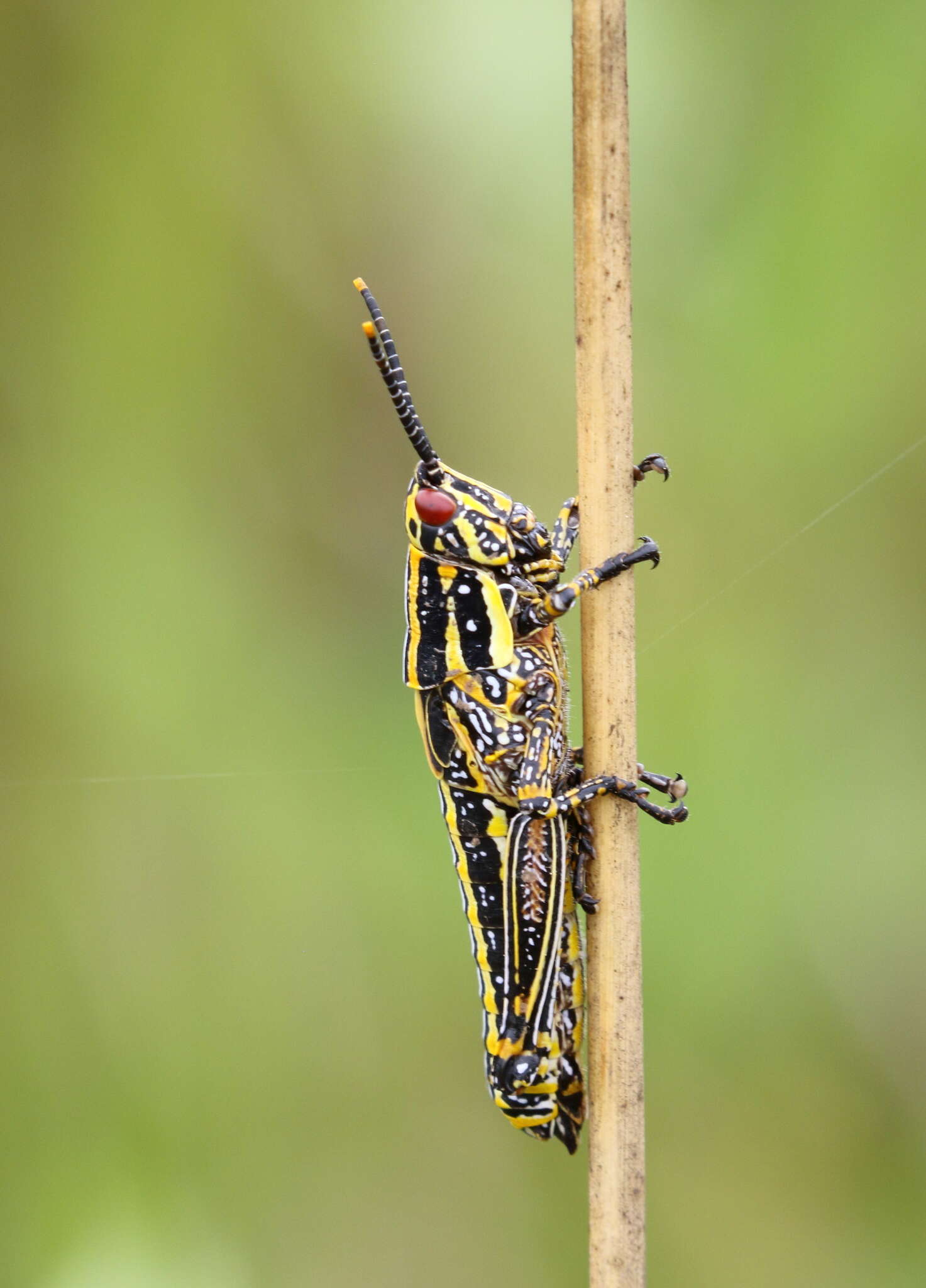 Plancia ëd Zonocerus elegans (Thunberg 1815)