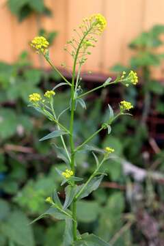 Image of ball mustard