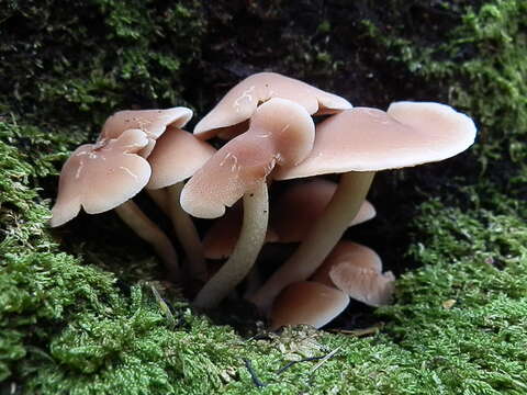 Image of Psathyrella conissans (Peck) A. H. Sm. 1972