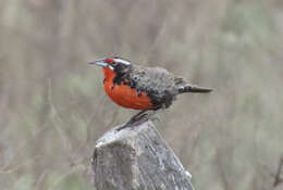 Image of Long-tailed Meadowlark