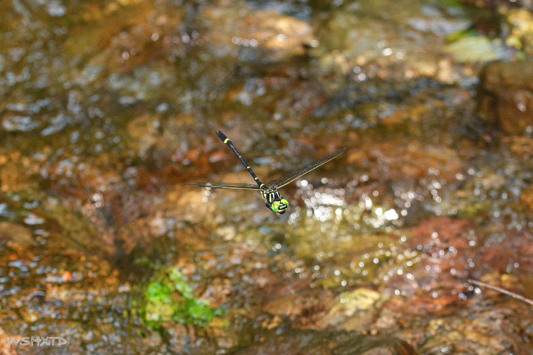 Plancia ëd Chlorogomphus suzukii (Oguma 1926)