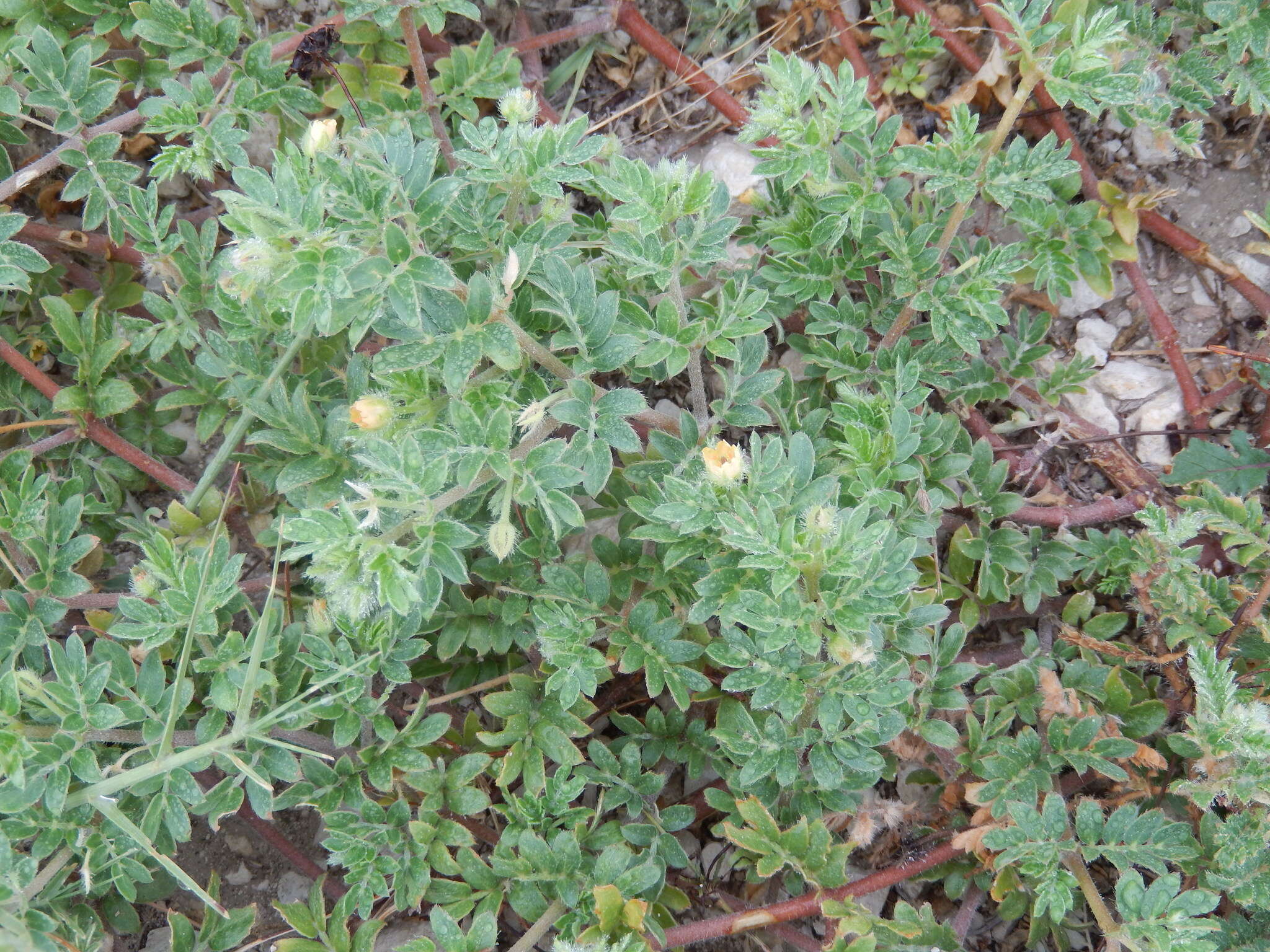 Image of hairy caltrop