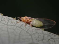 Image of Bactericera minuta (Crawford 1910)