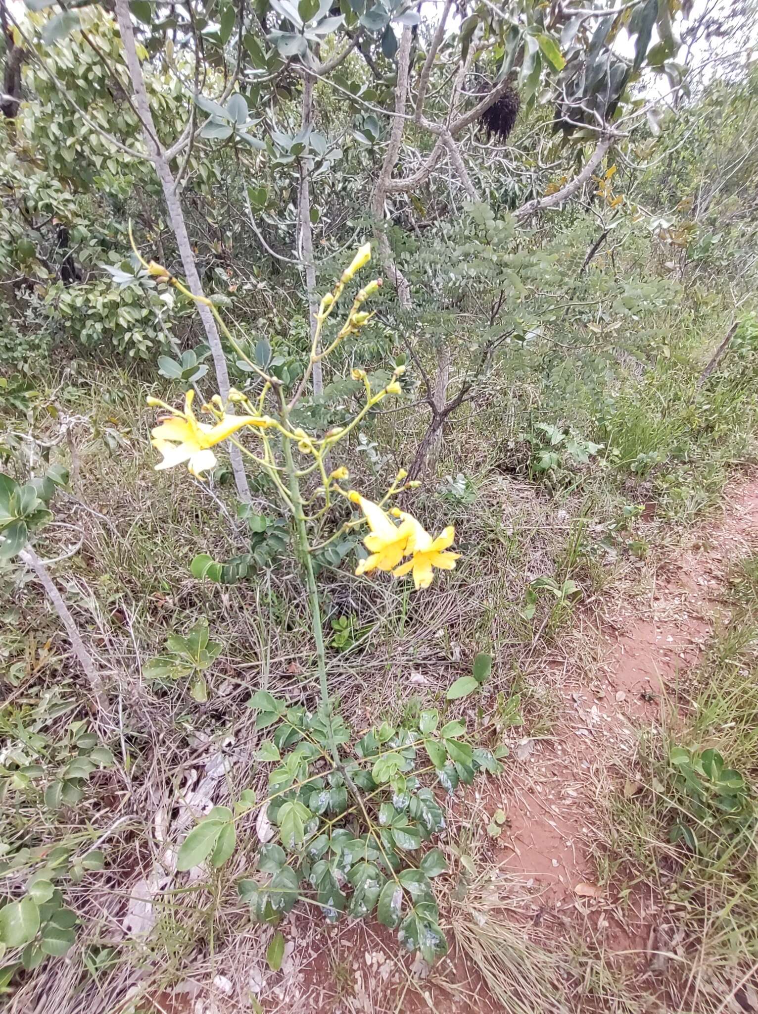 Image de Adenocalymma pedunculatum (Vell.) L. G. Lohmann