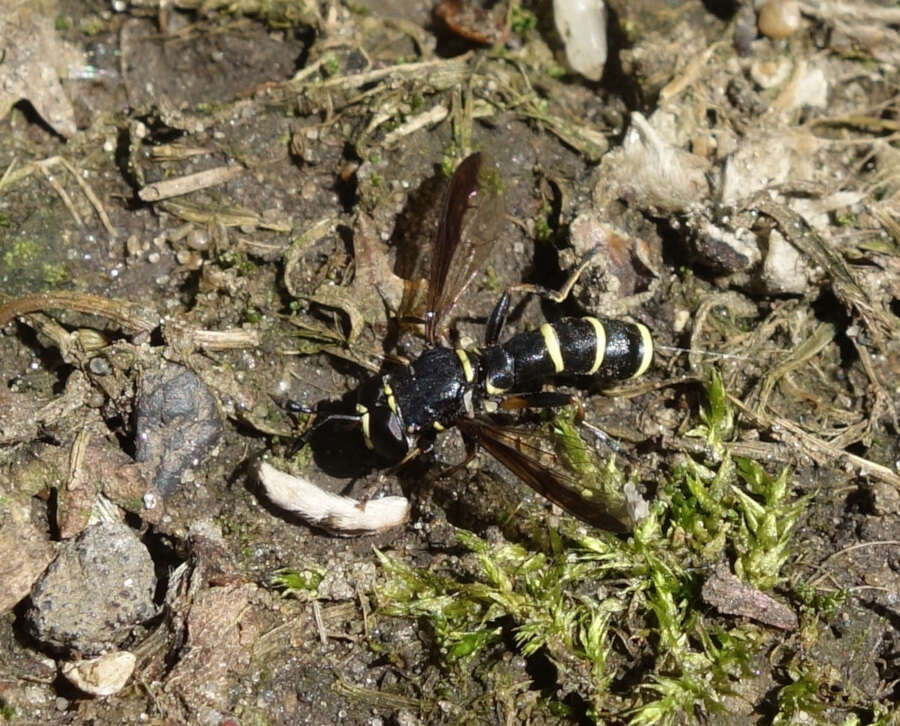 Image of Ceriana conopsoides (Linnaeus 1758)